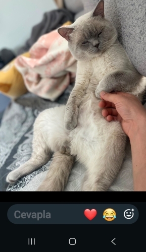 British Shorthair - Acil yuva pamuk çocuğa - Fotoğraf 4