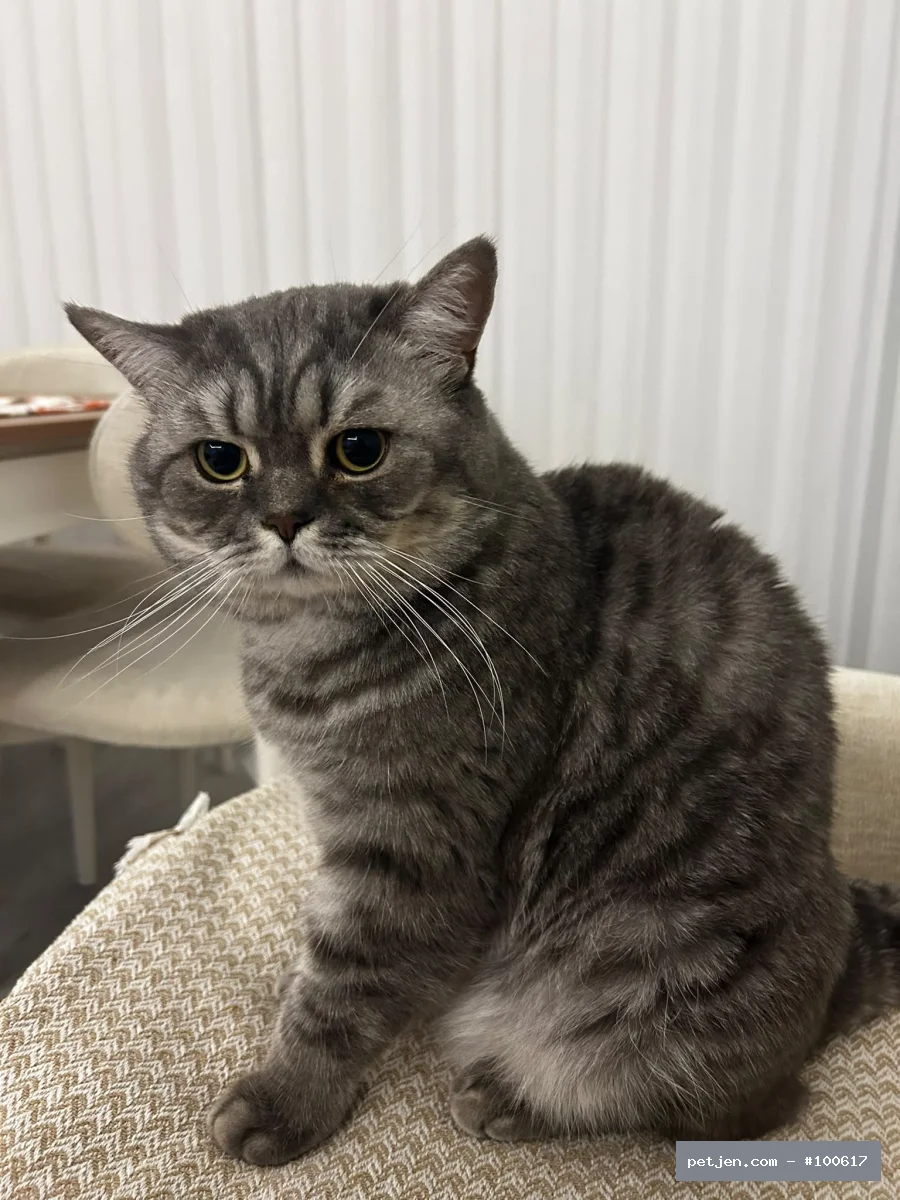 British Shorthair - İki yaşında kısır uysal bir kedi sahibi alerjisi çıktığı için sahiplendirmek istiyo - Fotoğraf 4
