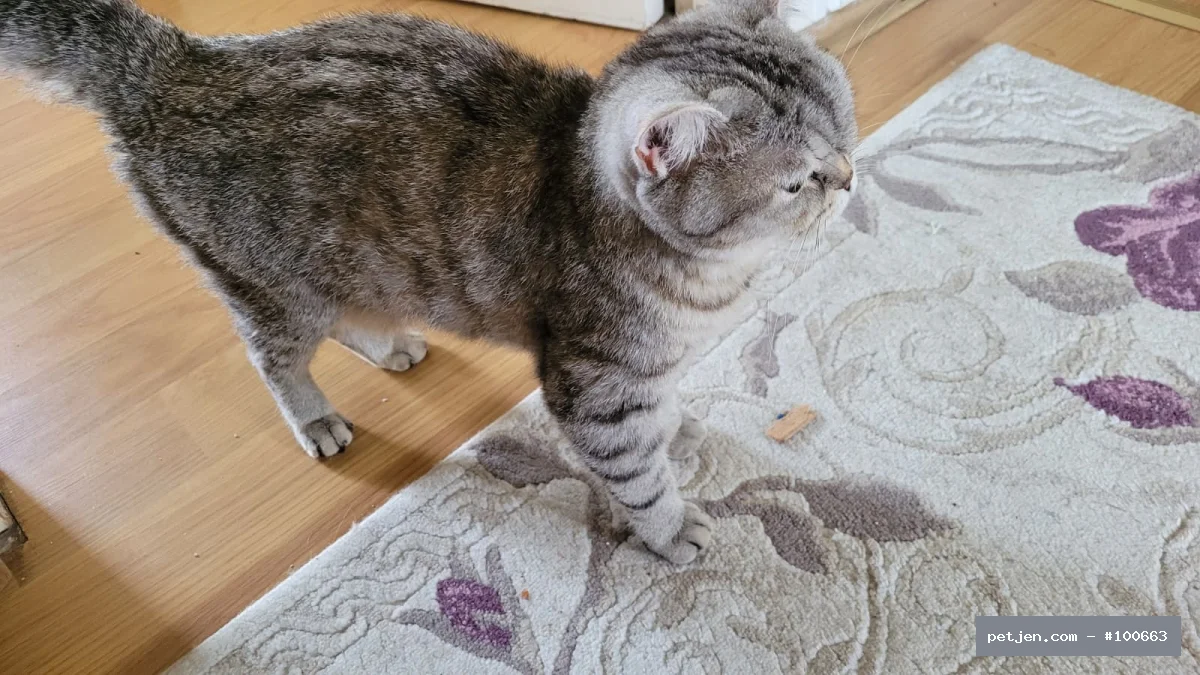 British Shorthair - 19 Aylık Güzel Kızımız Lina'ya Ömürlük Yuva Arıyoruz - Fotoğraf 4