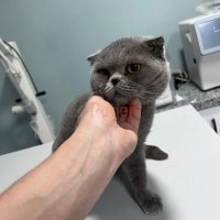 British Shorthair - Sakin Asil kızıma yuva arıyoruz - Fotoğraf 5