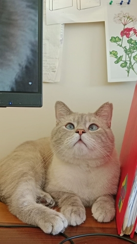 British Shorthair - 🐾 Yuva Arayan Yakışıklı Oğlan - Fotoğraf 5
