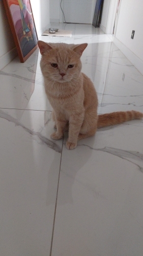 British Shorthair - İnsana çok yakın sevimli,uysal. - Fotoğraf 5
