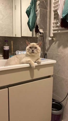 British Shorthair - Acil yuva pamuk çocuğa - Fotoğraf 5