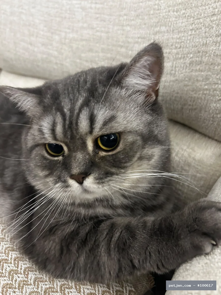 British Shorthair - İki yaşında kısır uysal bir kedi sahibi alerjisi çıktığı için sahiplendirmek istiyo - Fotoğraf 5
