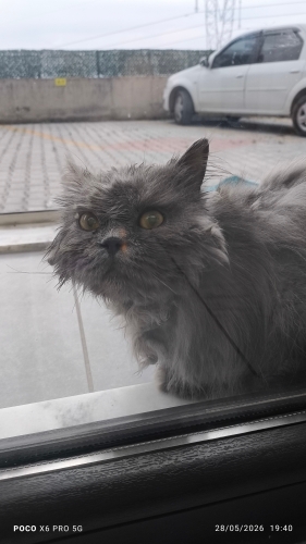 British Shorthair - Sakin Asil kızıma yuva arıyoruz - Fotoğraf 6