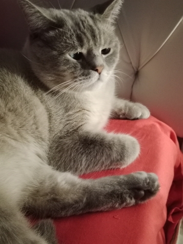 British Shorthair - 🐾 Yuva Arayan Yakışıklı Oğlan - Fotoğraf 6