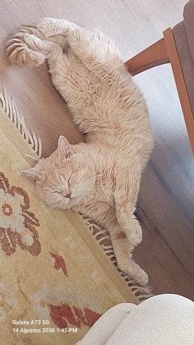 British Shorthair - İnsana çok yakın sevimli,uysal. - Fotoğraf 6