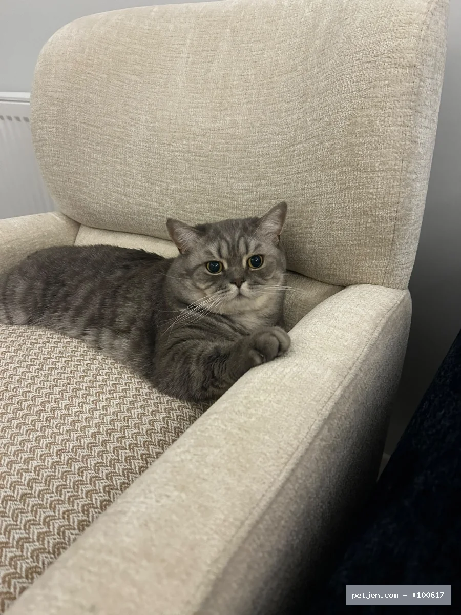British Shorthair - İki yaşında kısır uysal bir kedi sahibi alerjisi çıktığı için sahiplendirmek istiyo - Fotoğraf 6