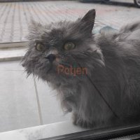 British Shorthair - Sakin Asil kızıma yuva arıyoruz - Fotoğraf 7