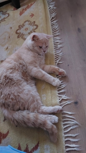British Shorthair - İnsana çok yakın sevimli,uysal. - Fotoğraf 7