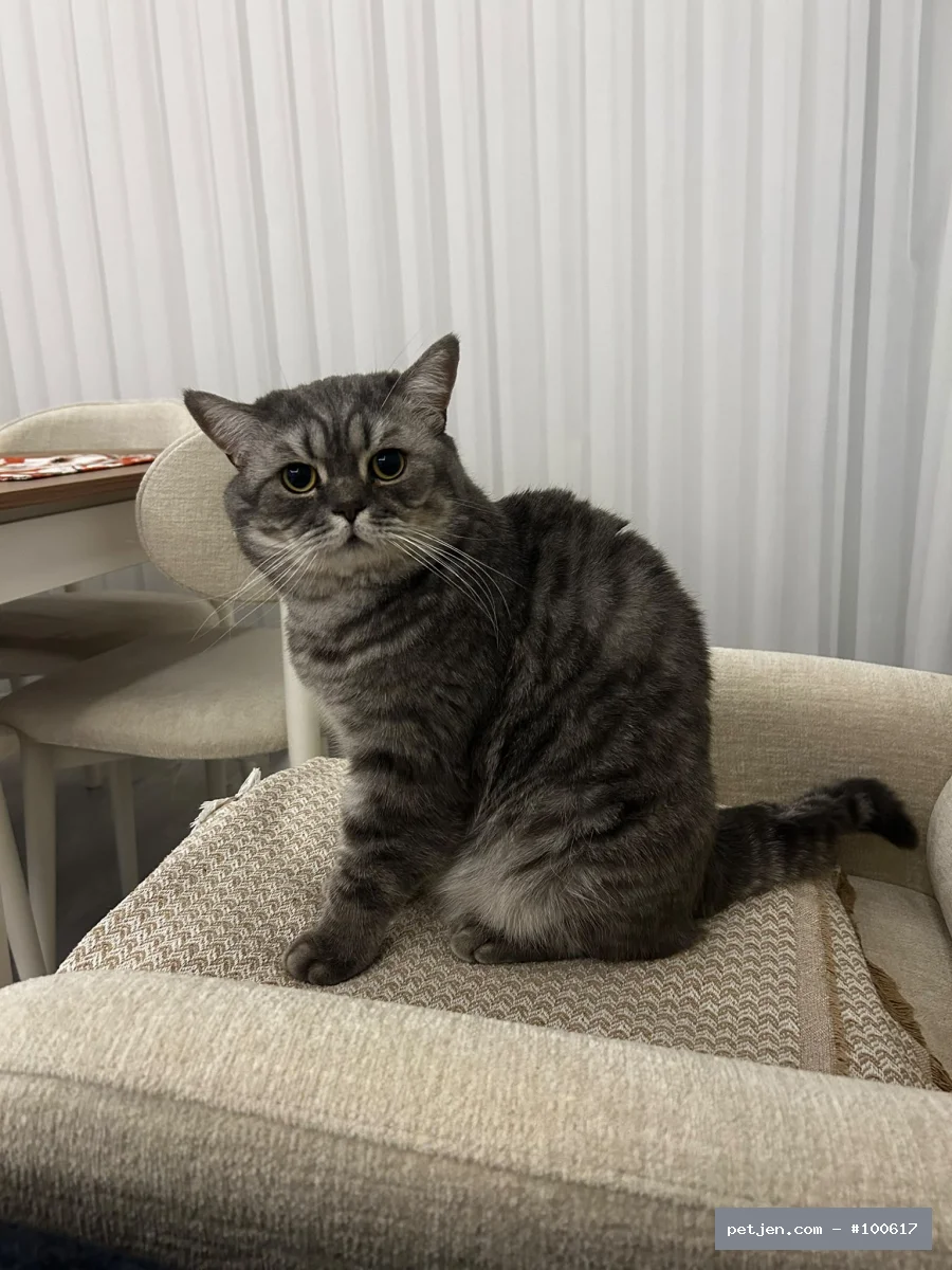 British Shorthair - İki yaşında kısır uysal bir kedi sahibi alerjisi çıktığı için sahiplendirmek istiyo - Fotoğraf 7