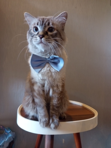 British Shorthair - Sakin Asil kızıma yuva arıyoruz - Fotoğraf 8