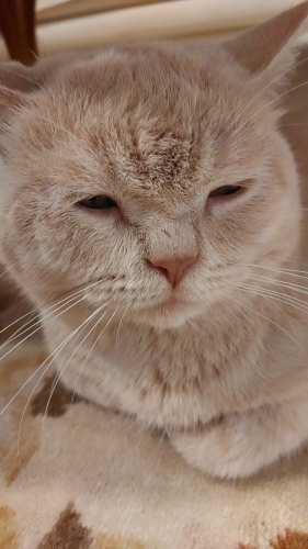 British Shorthair - İnsana çok yakın sevimli,uysal. - Fotoğraf 8