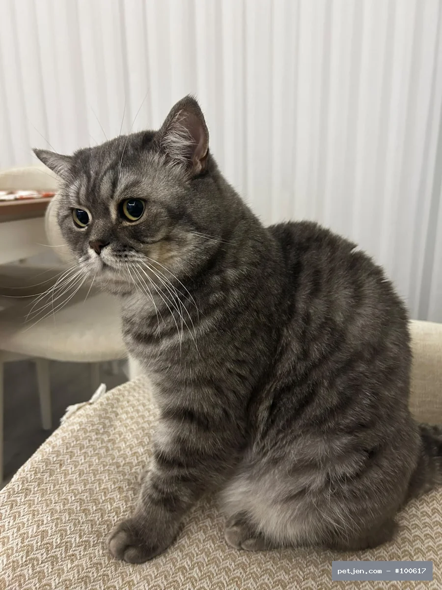 British Shorthair - İki yaşında kısır uysal bir kedi sahibi alerjisi çıktığı için sahiplendirmek istiyo - Fotoğraf 8