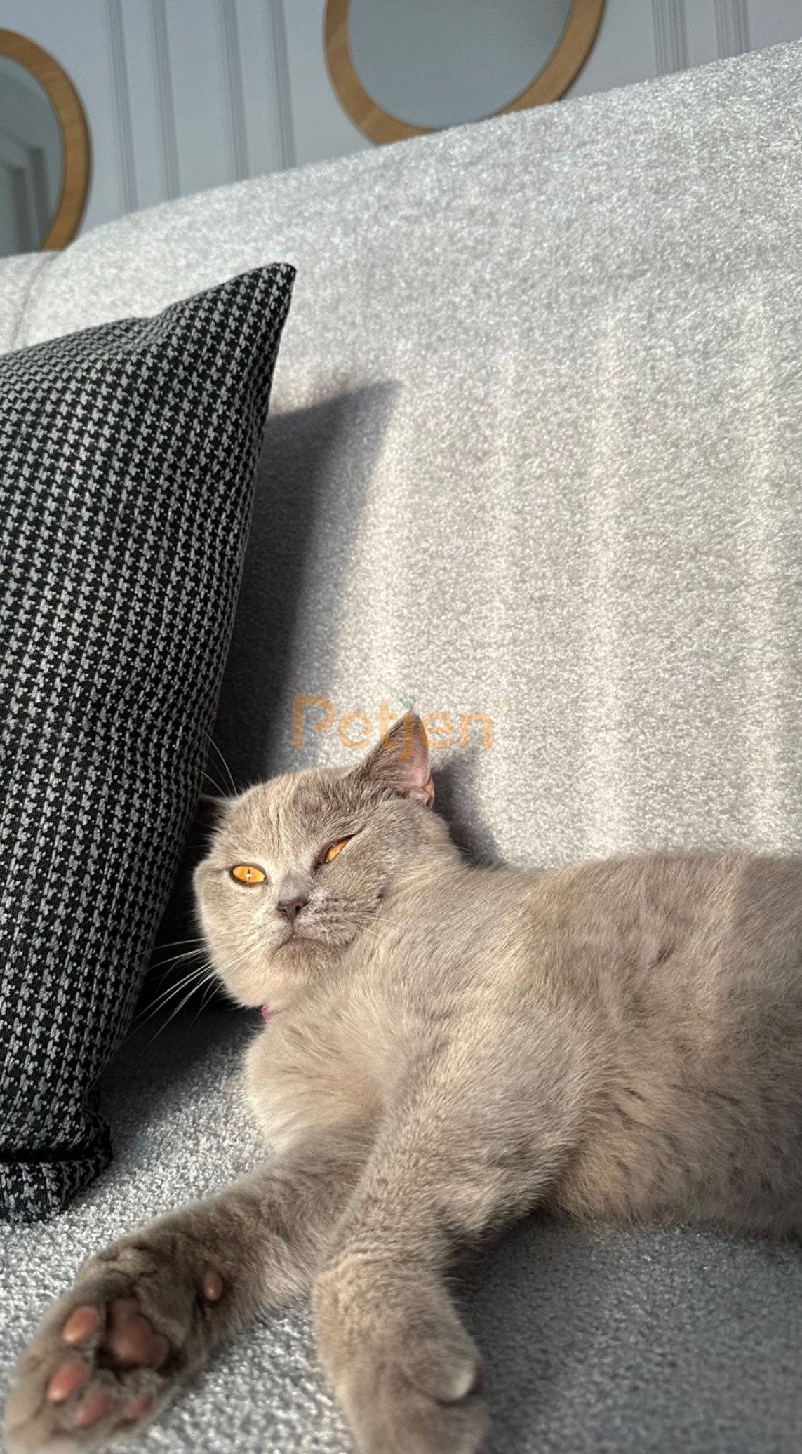 British Shorthair - Oyuncu kızımıza sevgi dolu yuva arıyoruz