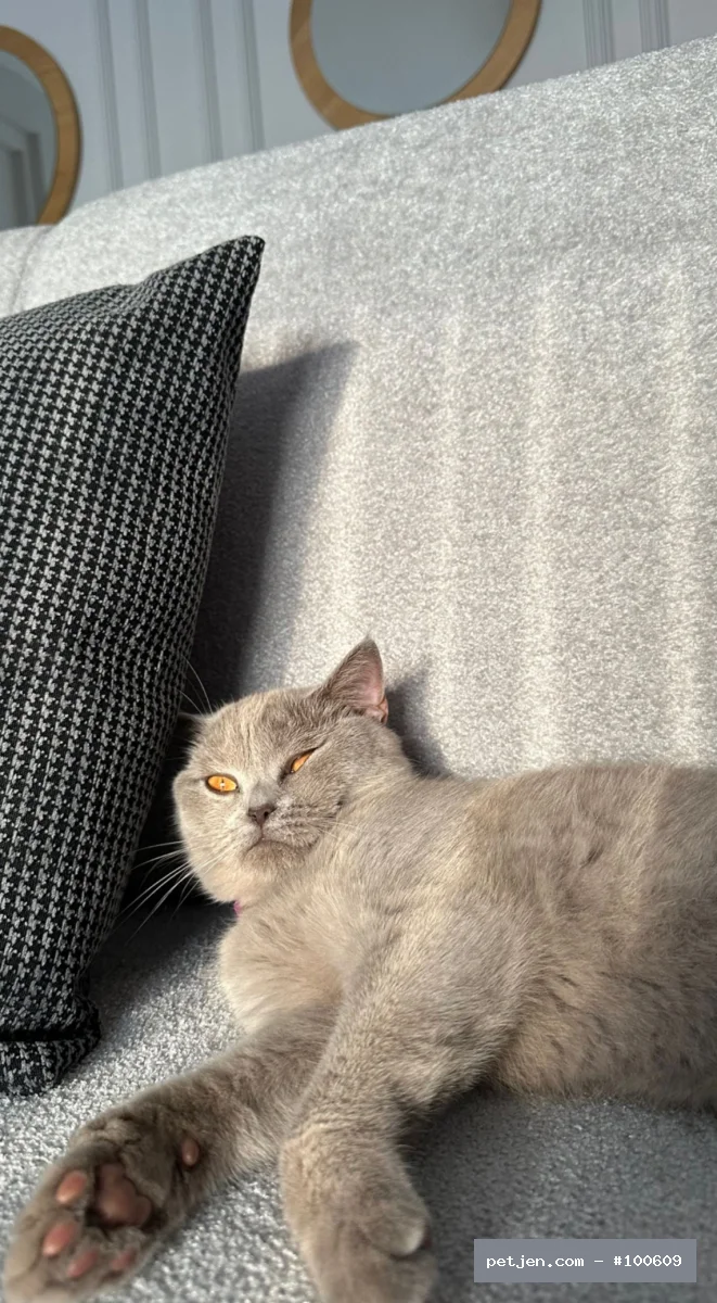 British Shorthair - Oyuncu kızımıza sevgi dolu yuva arıyoruz