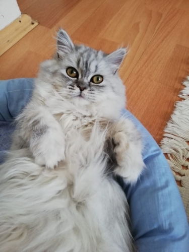 Chinchilla (Çinçilla) - Çok uslu ve sadık gümüş