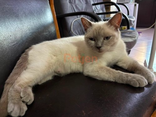 Colorpoint Shorthair - Acil ömürlük yuva - Fotoğraf 2