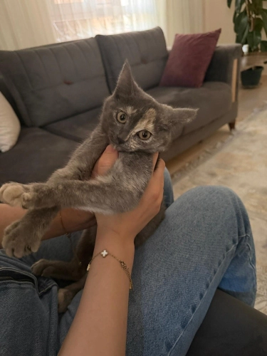 Melez taptatlı calico