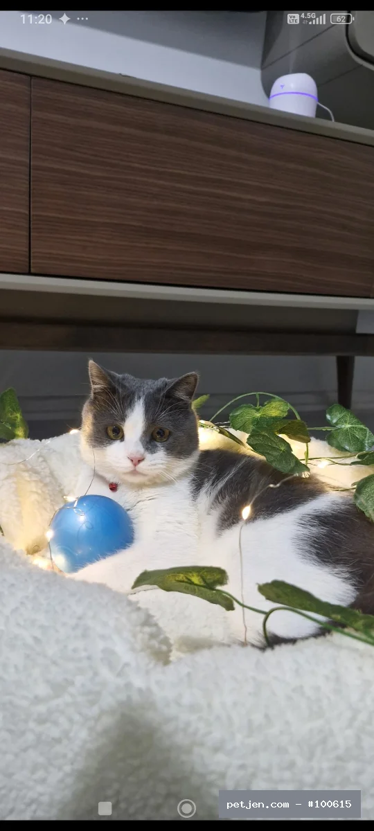 Diğer (Diğer Irk / Melez Kedi) - 1,5 yaşında, çok tatlı ve sevecen bir kedidir. İnsanlara karşı oldukça uyumlu, ilgi görmeyi ve sevgi görmeyi seven bir yapısı vardır. Ev ortamına alışkındır, temizliğine dikkat eder ve güzel huyludur. Sorumluluk sahibi, onu gerçekten sevecek ve ömürlük yuvasını sağlayacak bir aile arıyoruz. 🐾❤️