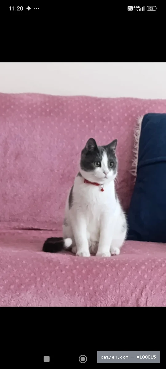 Diğer (Diğer Irk / Melez Kedi) - 1,5 yaşında, çok tatlı ve sevecen bir kedidir. İnsanlara karşı oldukça uyumlu, ilgi görmeyi ve sevgi görmeyi seven bir yapısı vardır. Ev ortamına alışkındır, temizliğine dikkat eder ve güzel huyludur. Sorumluluk sahibi, onu gerçekten sevecek ve ömürlük yuvasını sağlayacak bir aile arıyoruz. 🐾❤️ - Fotoğraf 2