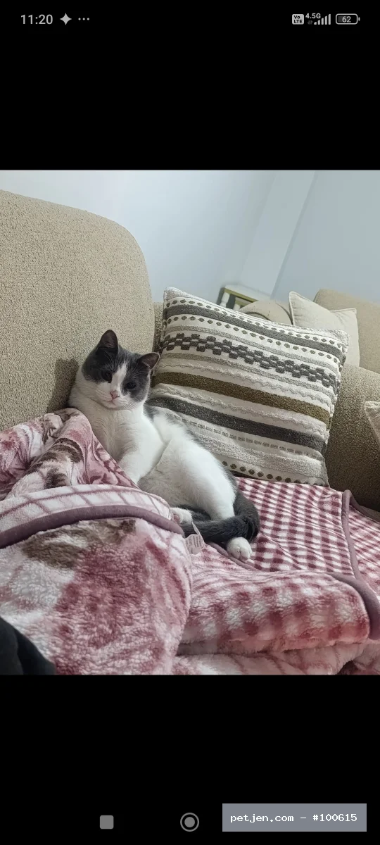 Diğer (Diğer Irk / Melez Kedi) - 1,5 yaşında, çok tatlı ve sevecen bir kedidir. İnsanlara karşı oldukça uyumlu, ilgi görmeyi ve sevgi görmeyi seven bir yapısı vardır. Ev ortamına alışkındır, temizliğine dikkat eder ve güzel huyludur. Sorumluluk sahibi, onu gerçekten sevecek ve ömürlük yuvasını sağlayacak bir aile arıyoruz. 🐾❤️ - Fotoğraf 3