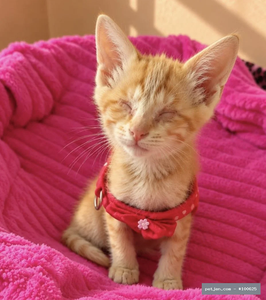 Sarman - Engelli canlara öncelikle yuva 😥w - Fotoğraf 2