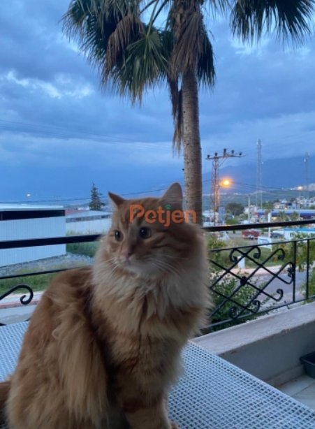 Sarman - 11 Aylık Sarman Yuvasını Arıyor