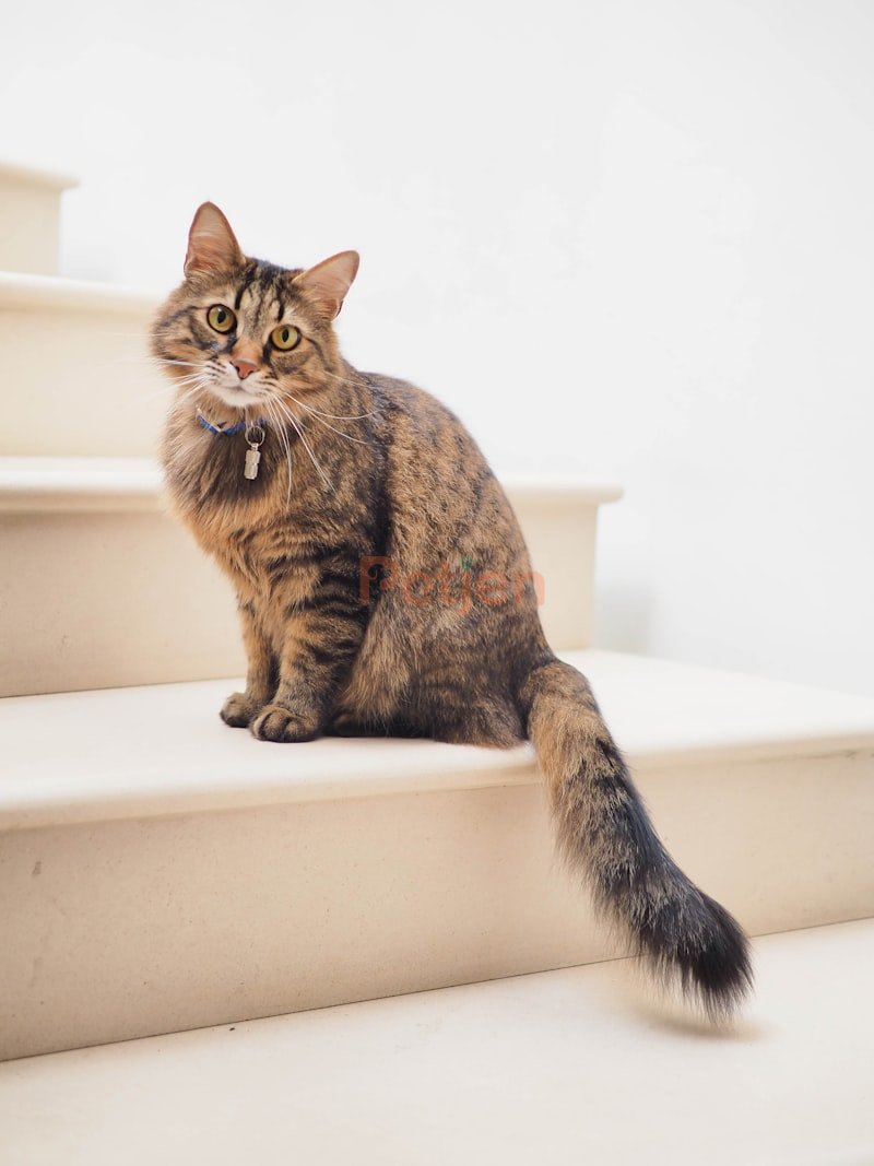 Scottish Fold - KEHRIBAR GOZLU YAVRU #yavruscottishfold #scottishfold 4 AYLI