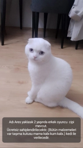 Scottish Fold - Beyaz erkek scottthis fold