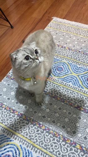 Scottish Fold - Yuva aranıyor..(kısır dişi)