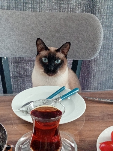 Siyam - Kucak delisi sakin sahibine bağlı