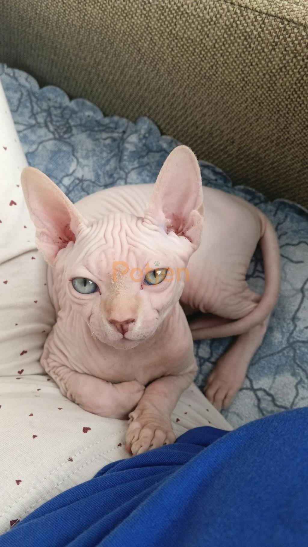 Sphynx (Sfenks Kedisi) - Lekesiz Yavru Sphynx Sfenks Kedisi - Fotoğraf 2
