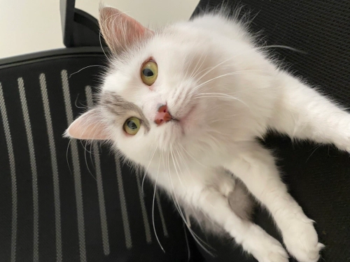 Tekir (Domestic Tabby) - Kızımıza ömürlük yuva arıyoruz