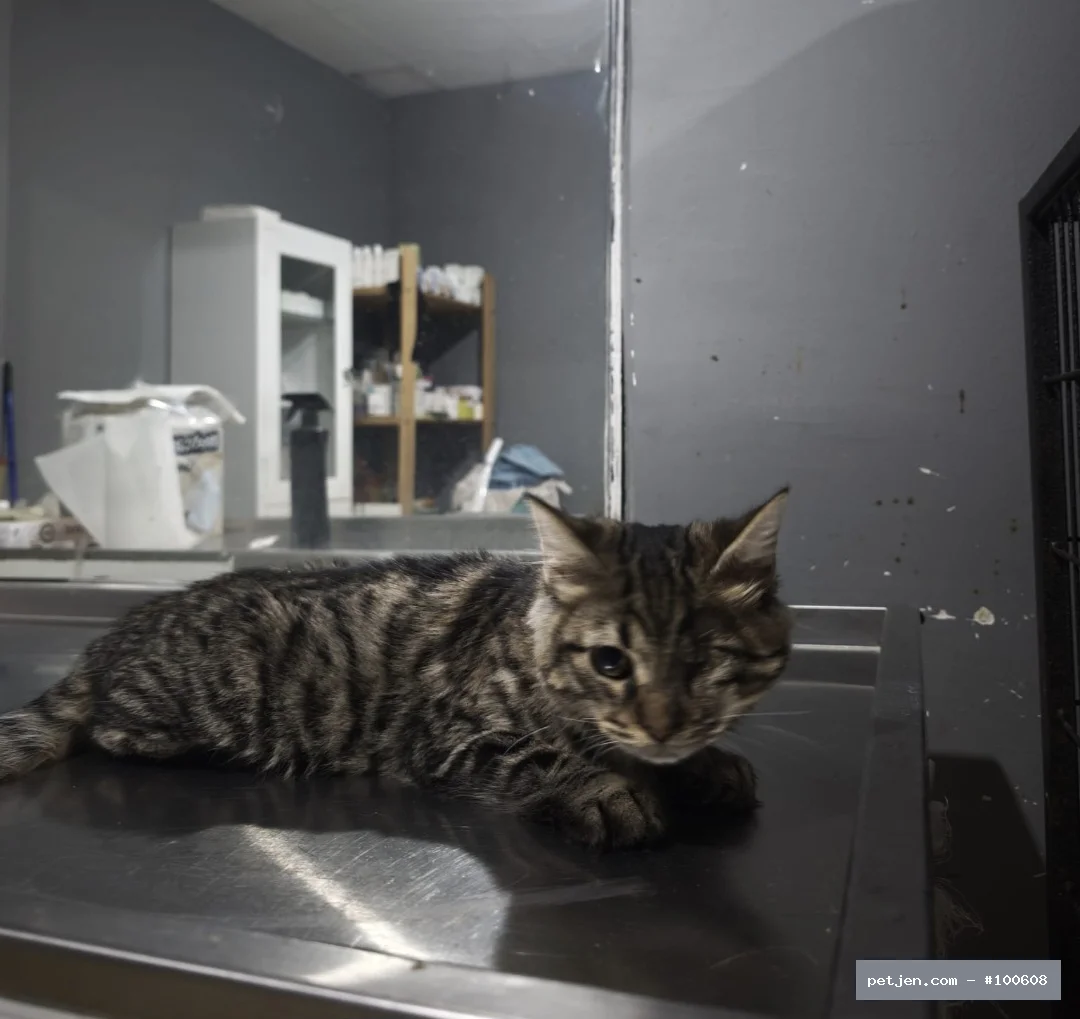 Tekir (Domestic Tabby) - Çakıl 🤎 — tatlı, hareketli bir isim