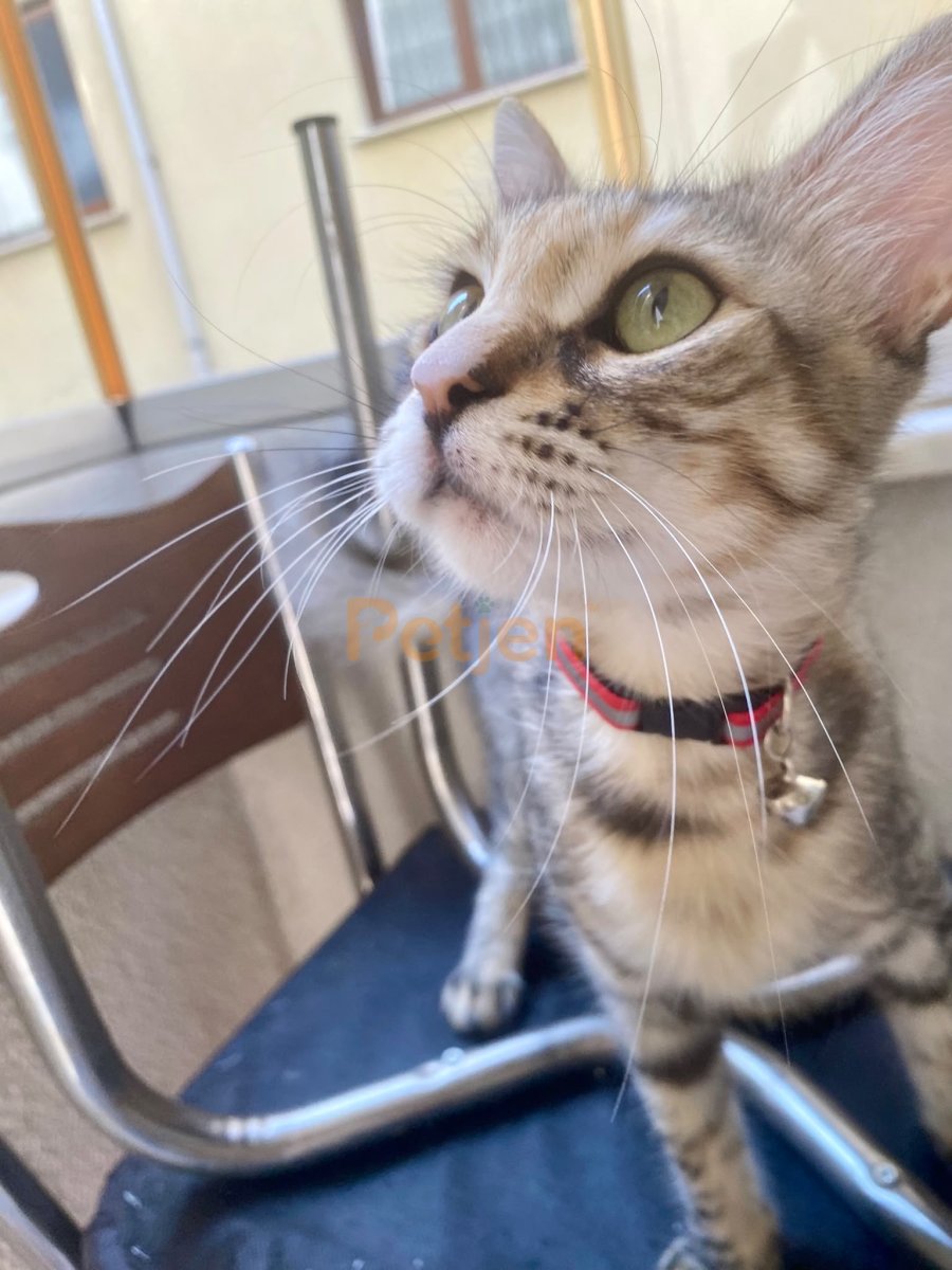 Tekir (Domestic Tabby) - Güzel Tekire Ömürlük Yuva - Fotoğraf 2