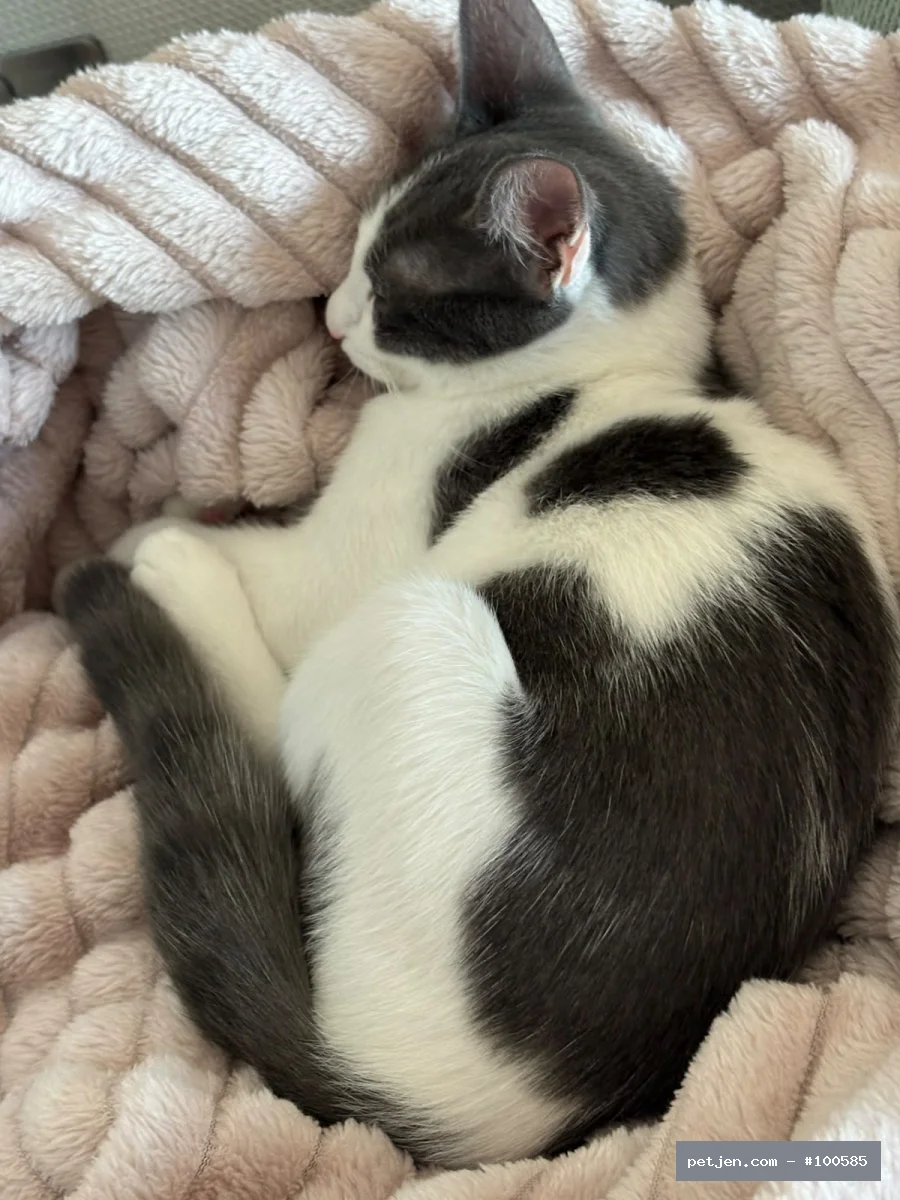 Tekir (Domestic Tabby) - tatlı güzel kızım appa - Fotoğraf 2