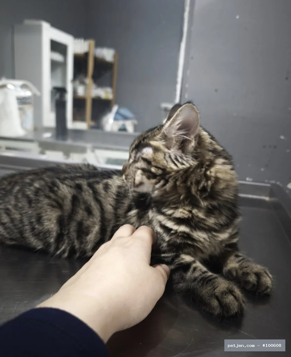 Tekir (Domestic Tabby) - Çakıl 🤎 — tatlı, hareketli bir isim - Fotoğraf 2