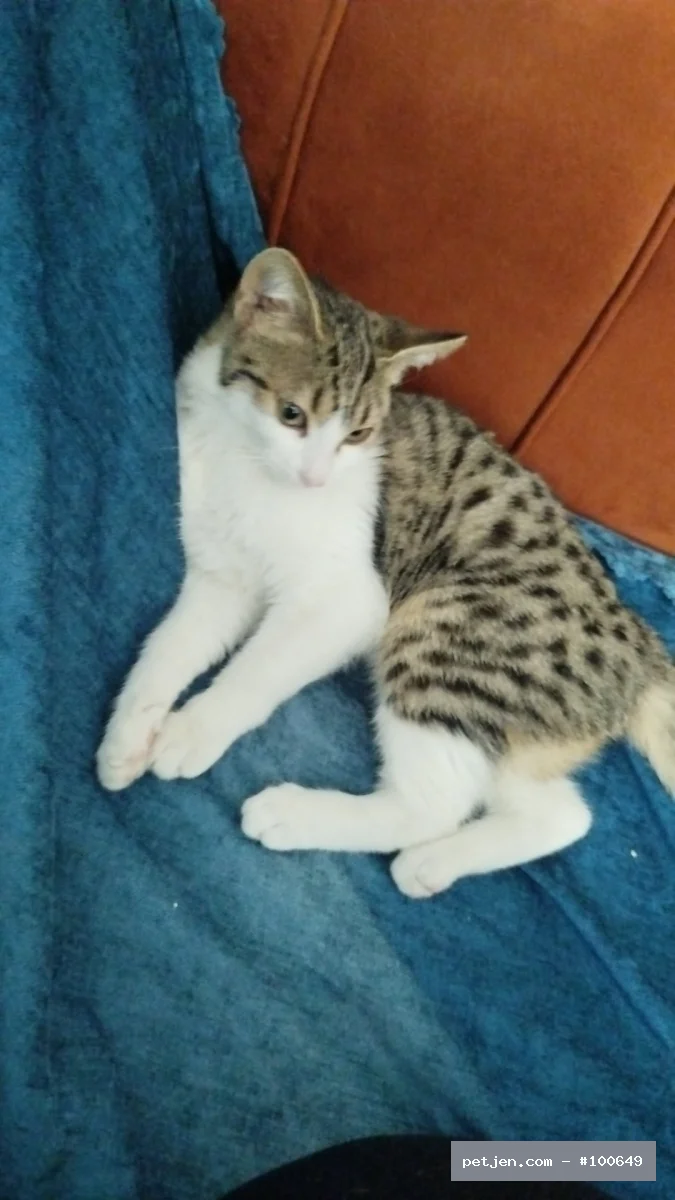 Tekir (Domestic Tabby) - Ücretsiz yavru kedi - Fotoğraf 2