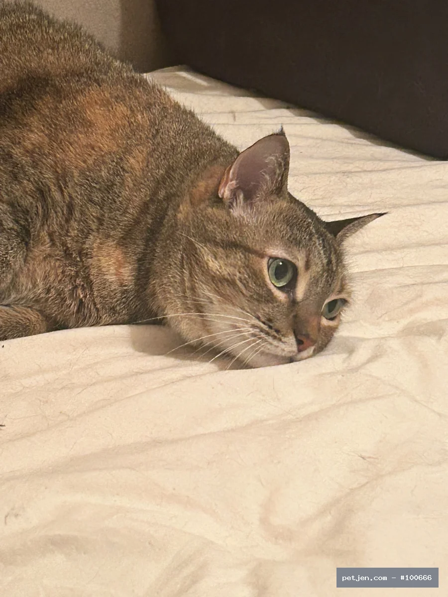 Tekir (Domestic Tabby) - Ürkek ve Sokulgan Kızımıza Yuva Arıyoruz - Fotoğraf 2