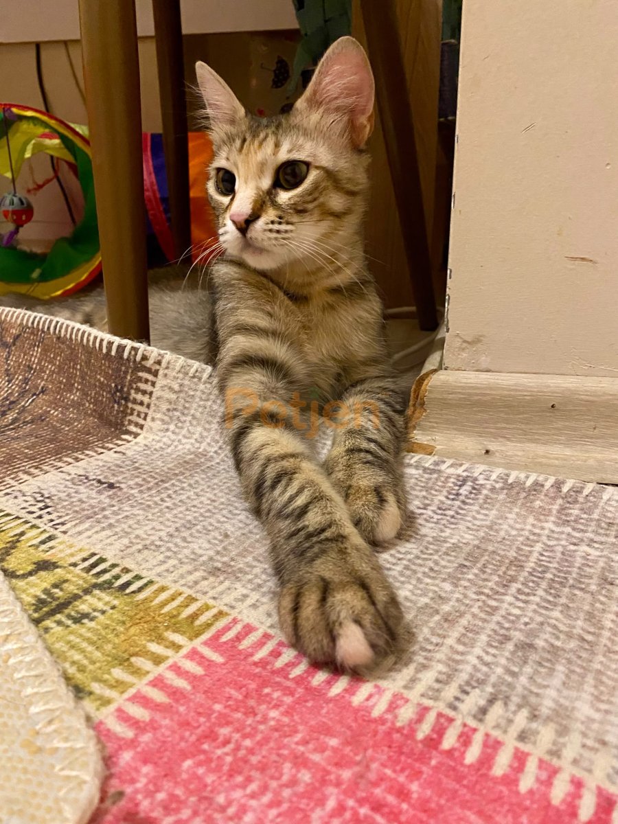 Tekir (Domestic Tabby) - Güzel Tekire Ömürlük Yuva - Fotoğraf 3