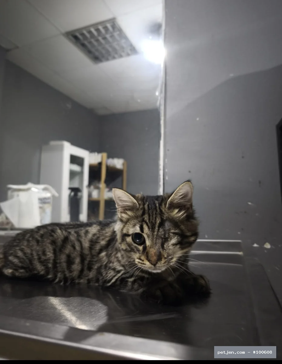 Tekir (Domestic Tabby) - Çakıl 🤎 — tatlı, hareketli bir isim - Fotoğraf 3