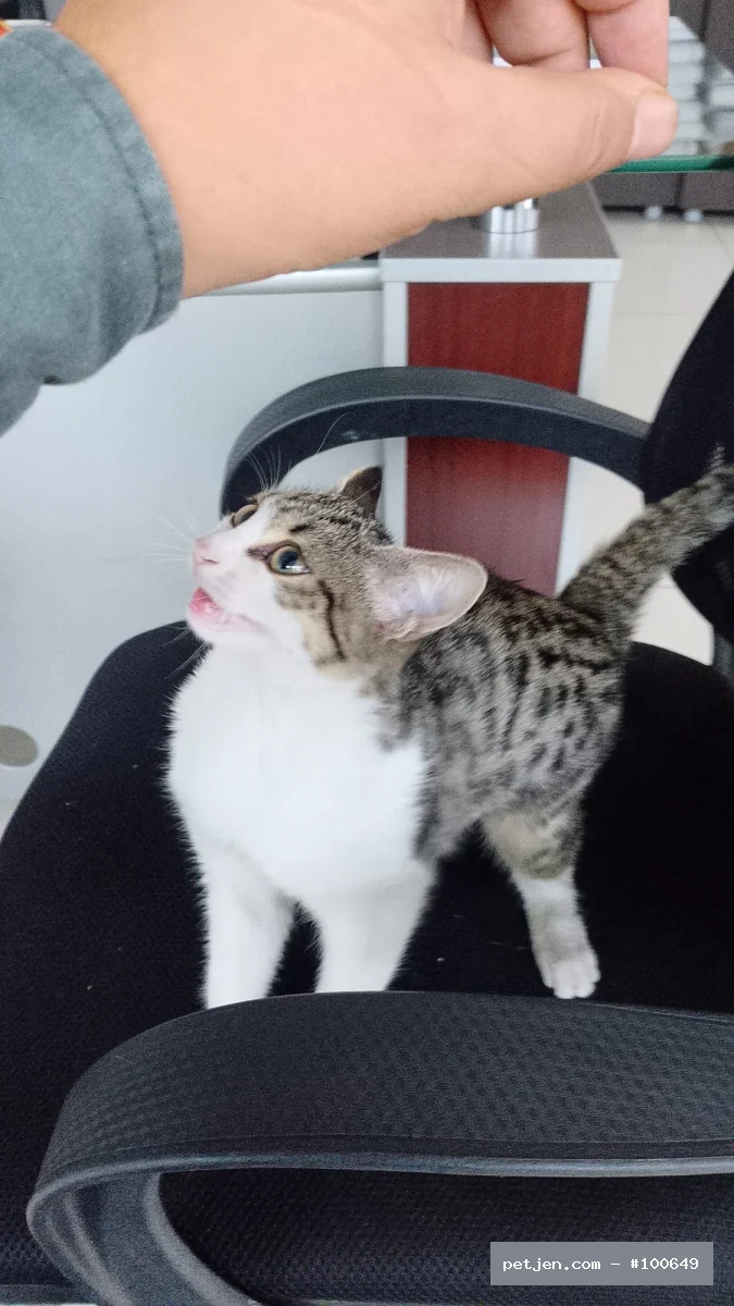 Tekir (Domestic Tabby) - Ücretsiz yavru kedi - Fotoğraf 3