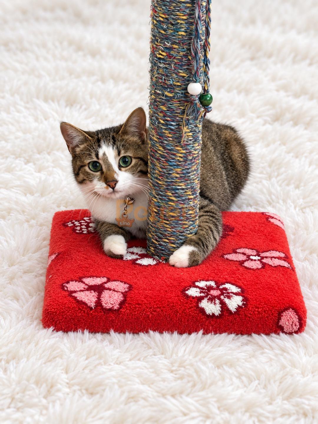 Tekir (Domestic Tabby) - ACİL KALICI YUVA ARANIYOR - Fotoğraf 2