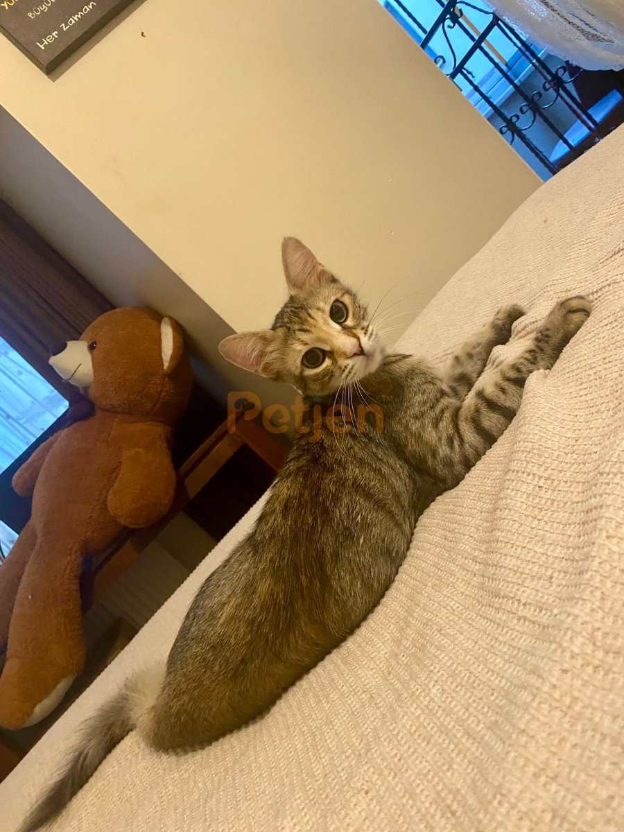 Tekir (Domestic Tabby) - Güzel Tekire Ömürlük Yuva - Fotoğraf 5