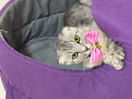 Toy Poodle - Scottish fold dişi