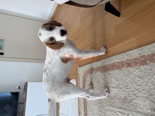 Toy Poodle - Annesi barınakdan çıkarıldı evde doğum yaptı 2 erkek Yabru k - Fotoğraf 2
