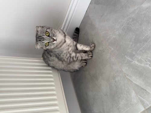 Toy Poodle - Scottish fold dişi - Fotoğraf 3