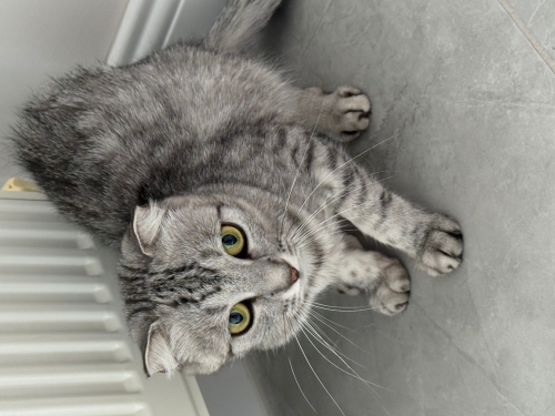 Toy Poodle - Scottish fold dişi - Fotoğraf 4