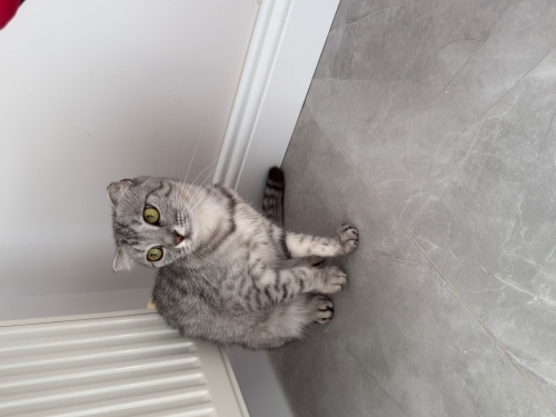 Toy Poodle - Scottish fold dişi - Fotoğraf 5